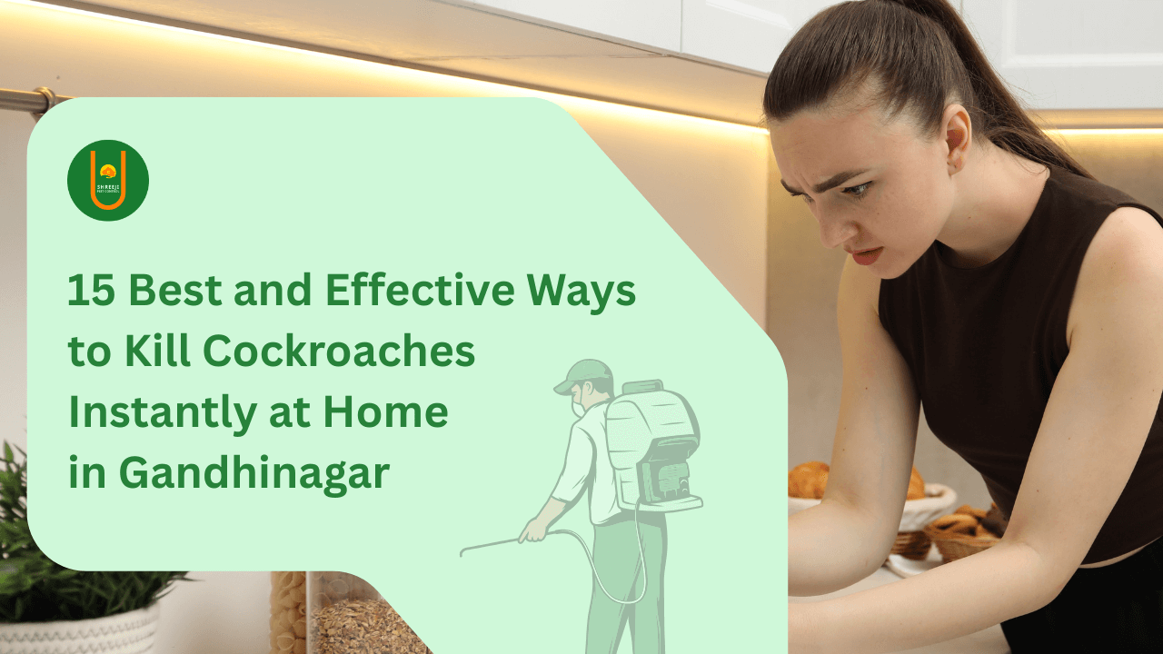 15 Best and Effective Ways to Kill Cockroaches Instantly at Home in Gandhinagar